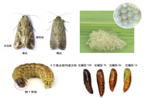 草地贪夜蛾识别、发生规律与监测手册